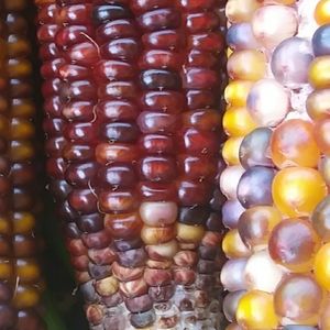 free corn seed's if you get me to 100 subscribers